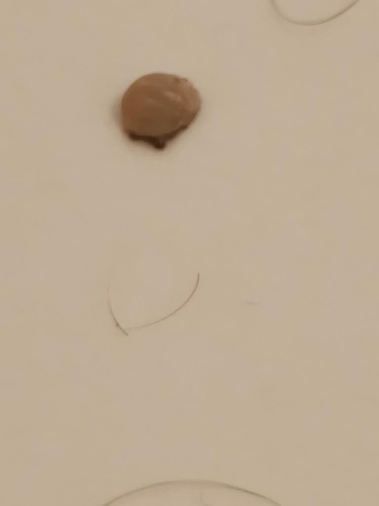 Tick