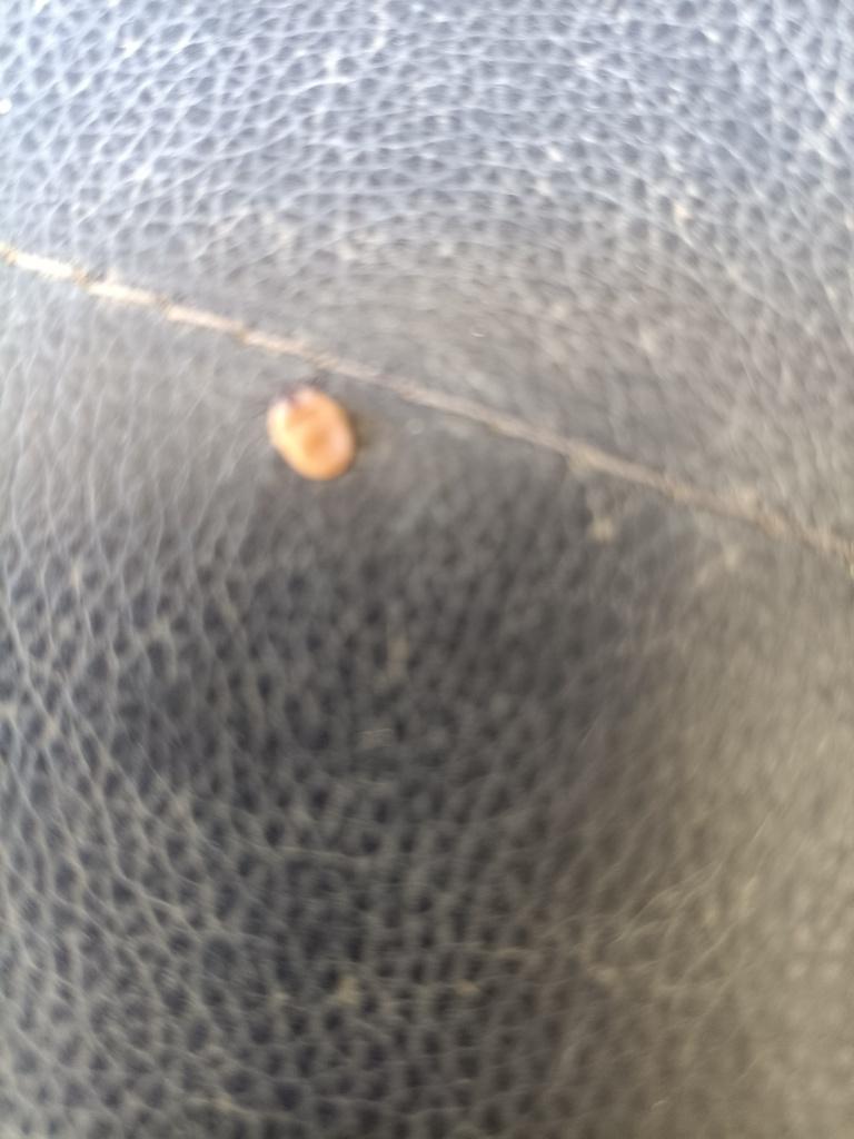 Tick