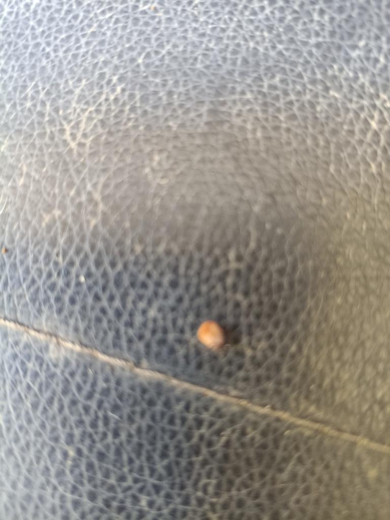 Tick