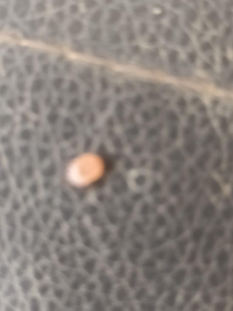Tick