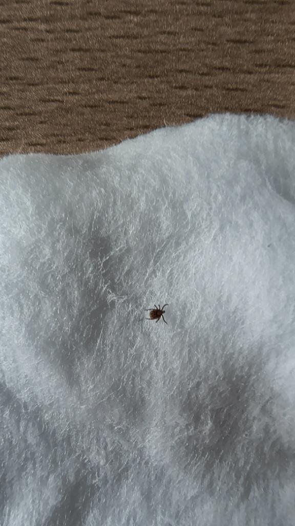 Tick