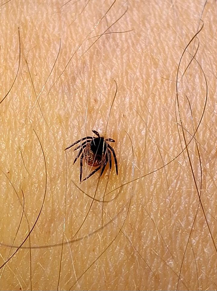 Tick