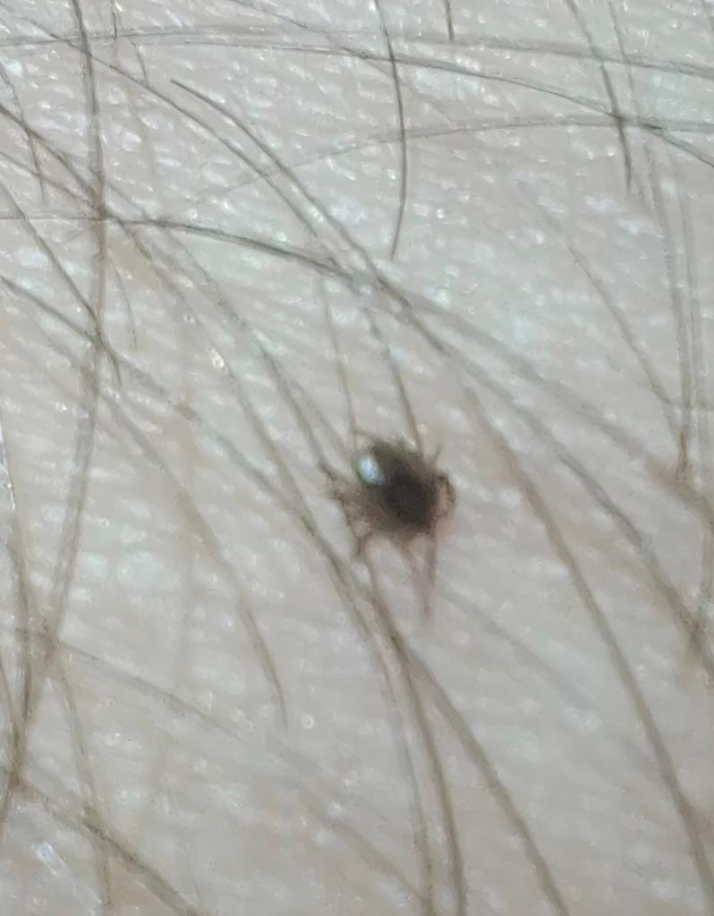 Tick