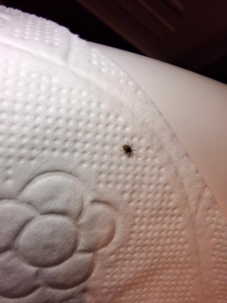 Tick