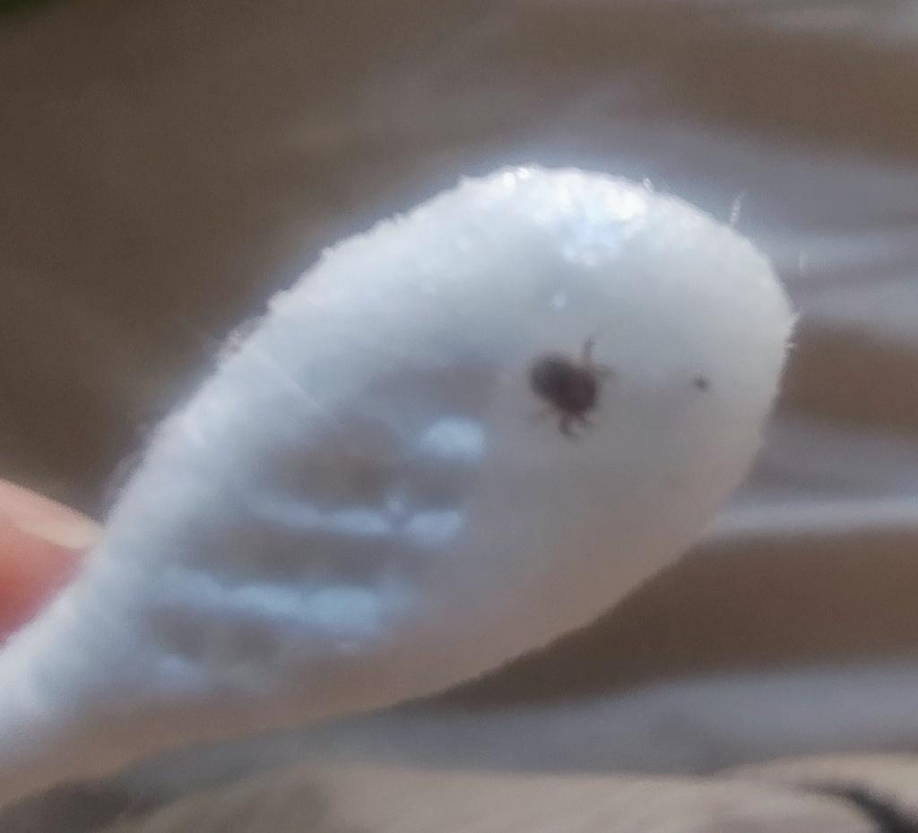 Tick