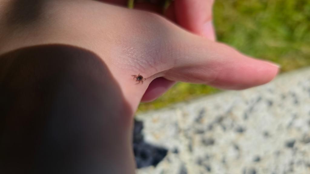 Tick