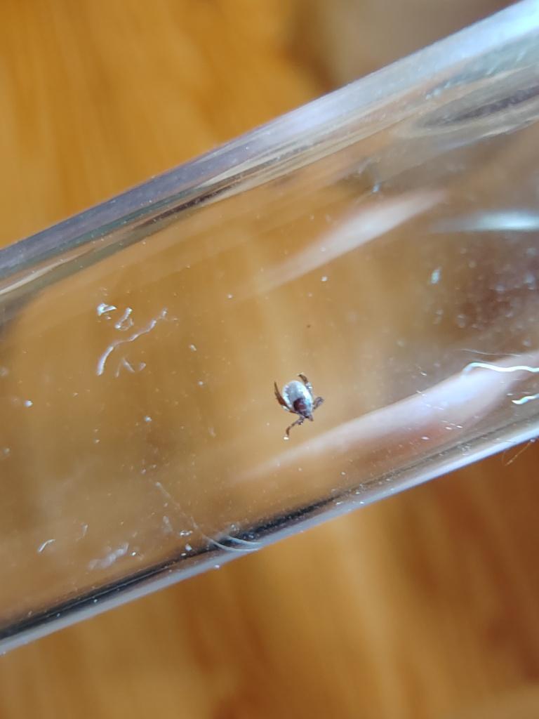 Tick