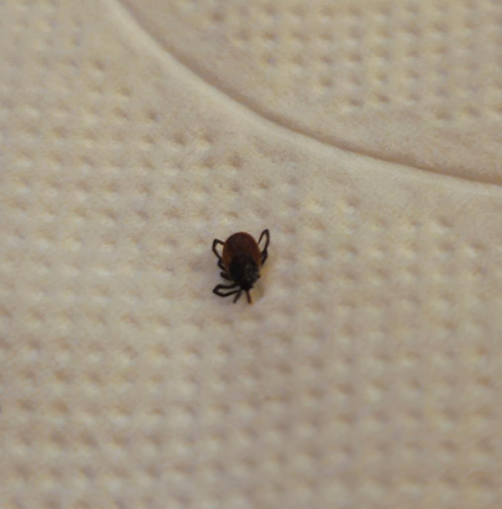 Tick