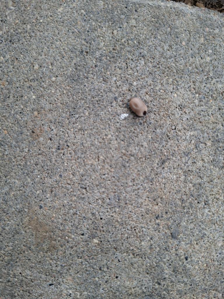 Tick