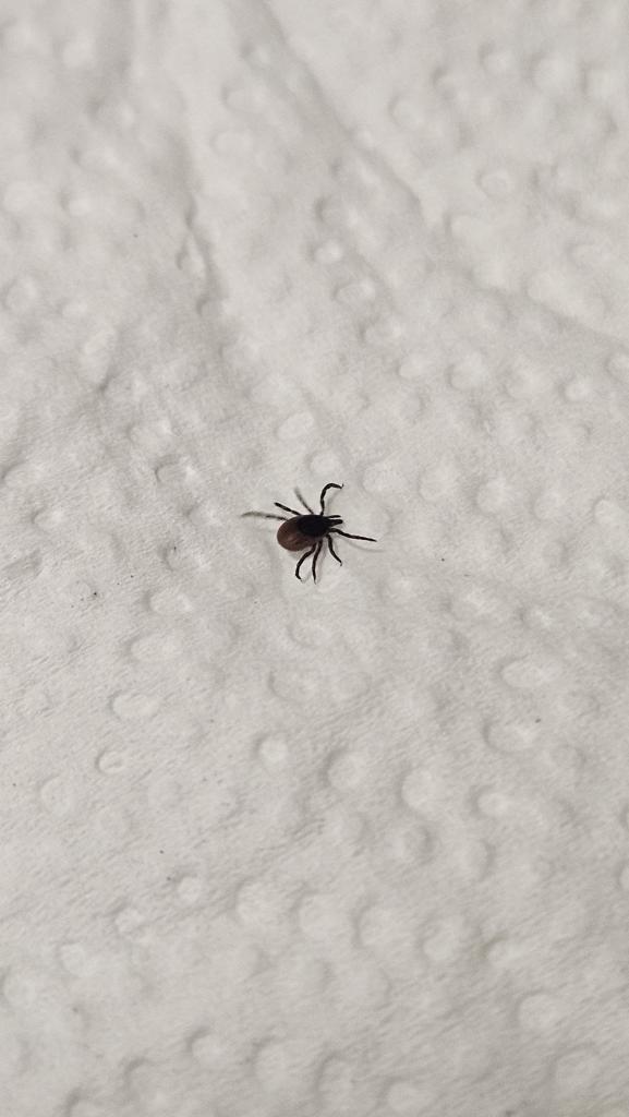 Tick