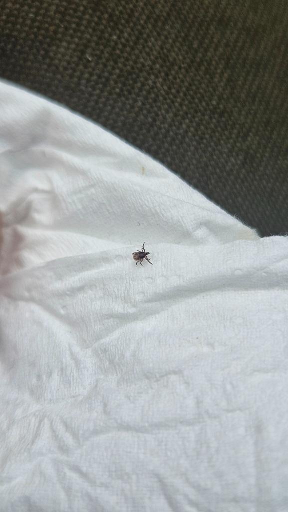 Tick