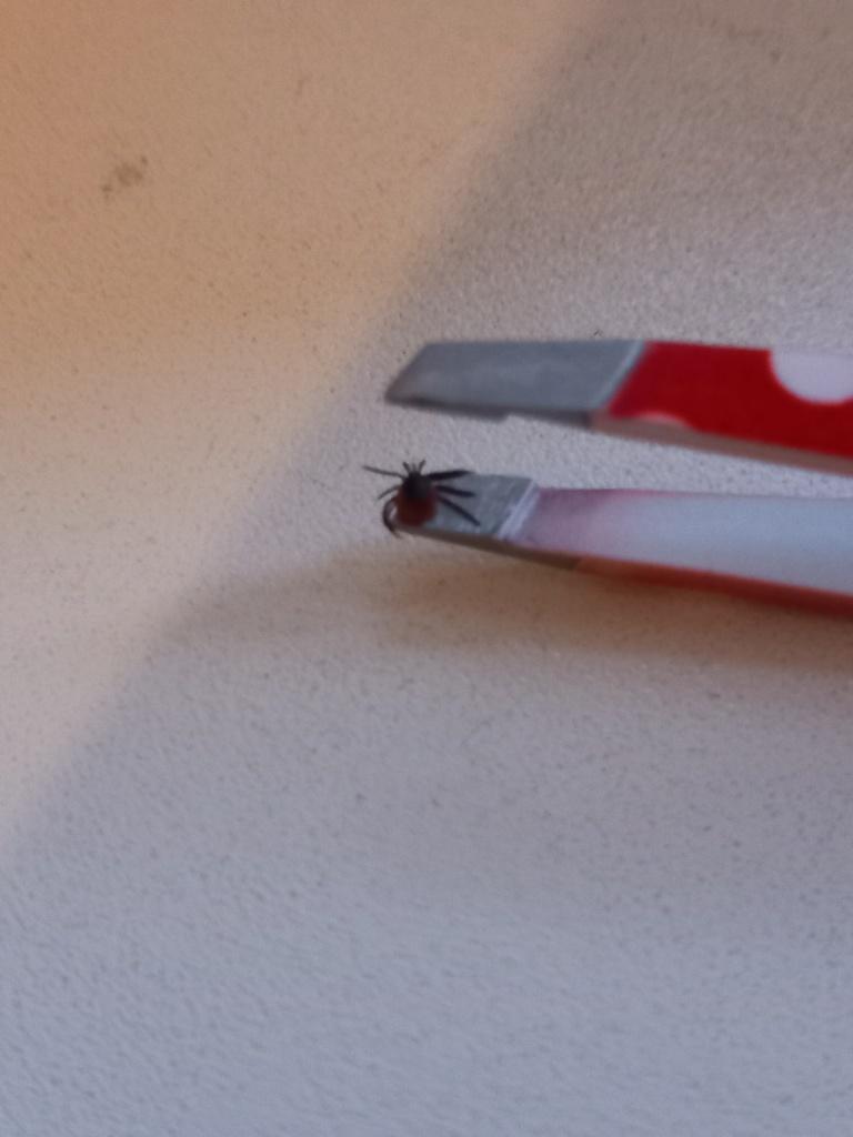 Tick