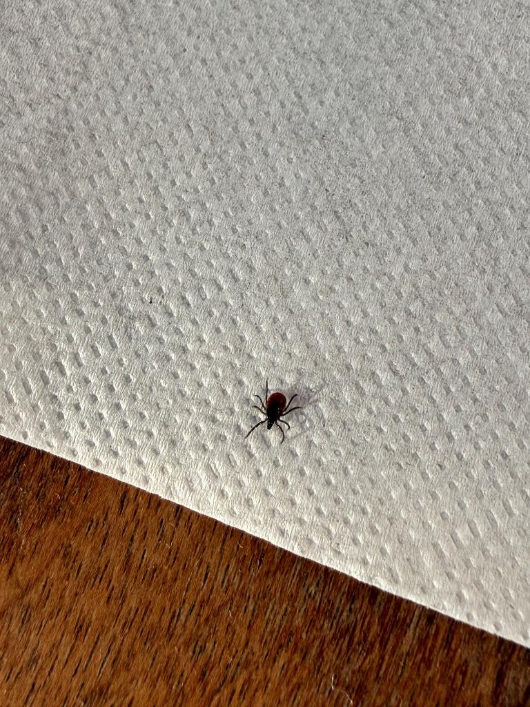 Tick