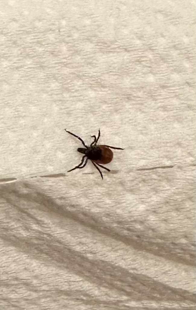 Tick