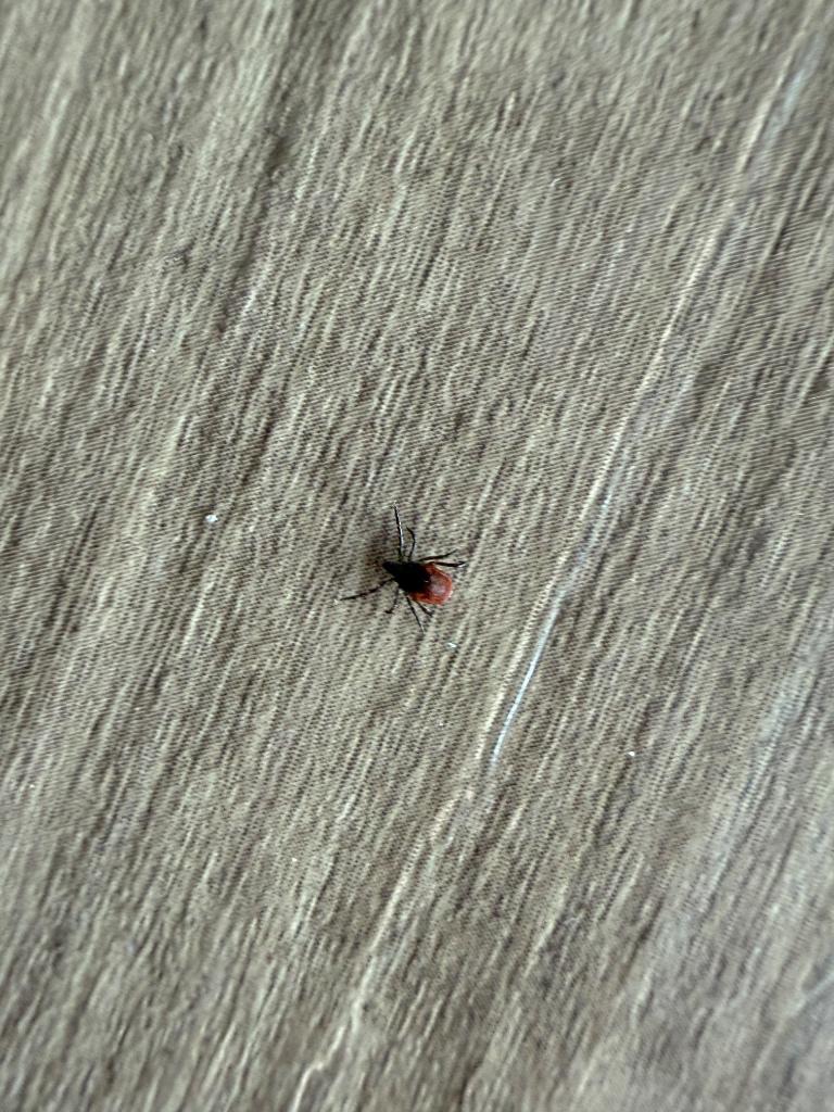 Tick