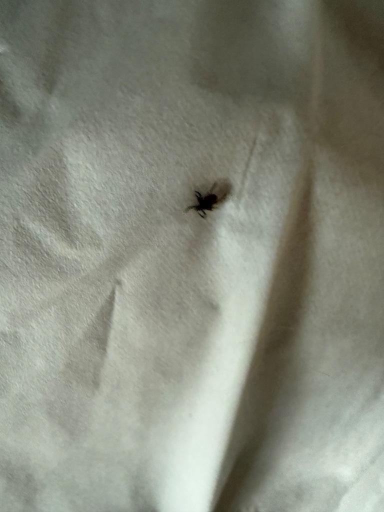 Tick