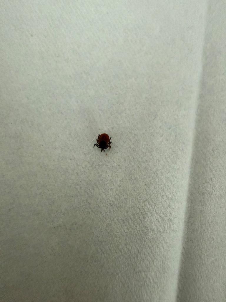 Tick