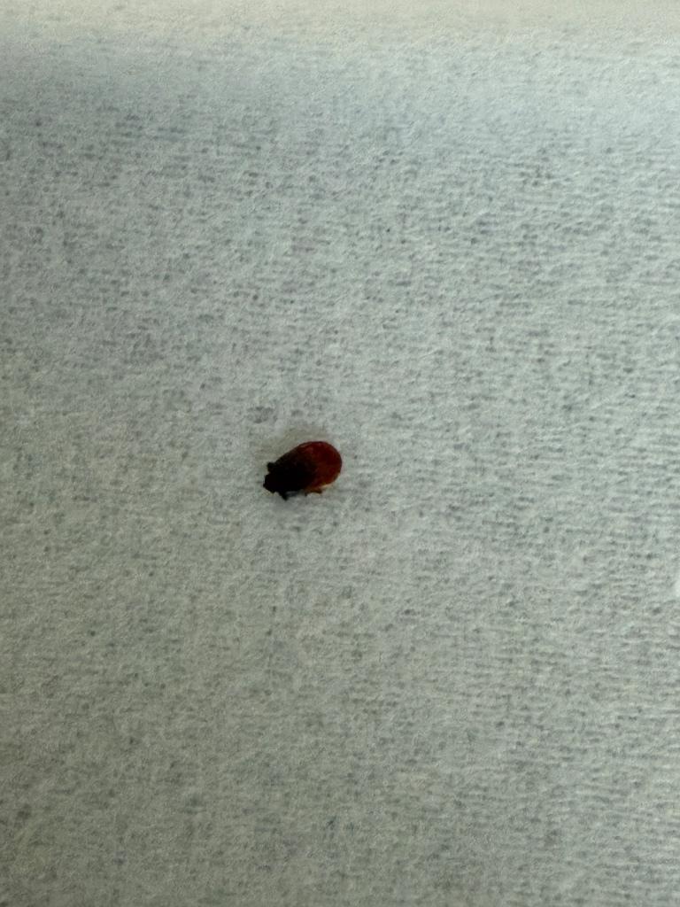 Tick