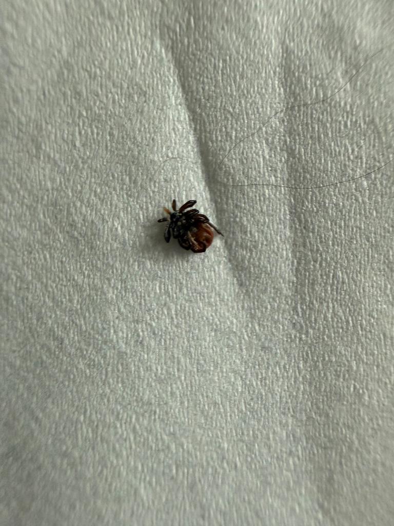 Tick