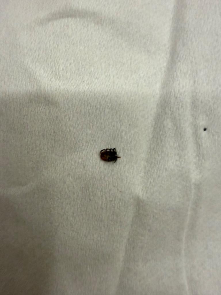 Tick