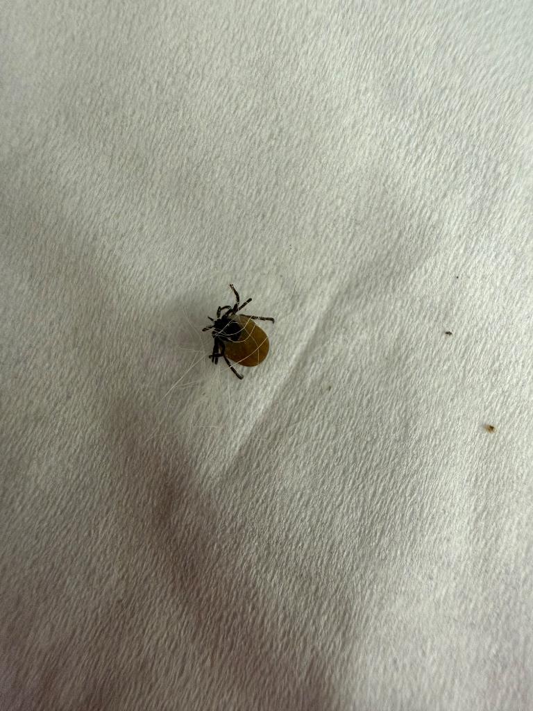 Tick