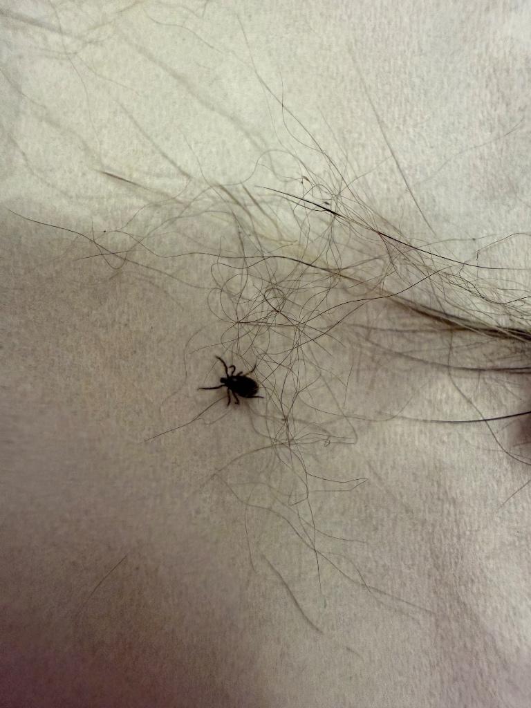 Tick