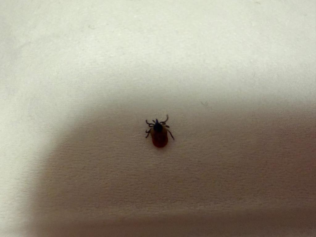 Tick