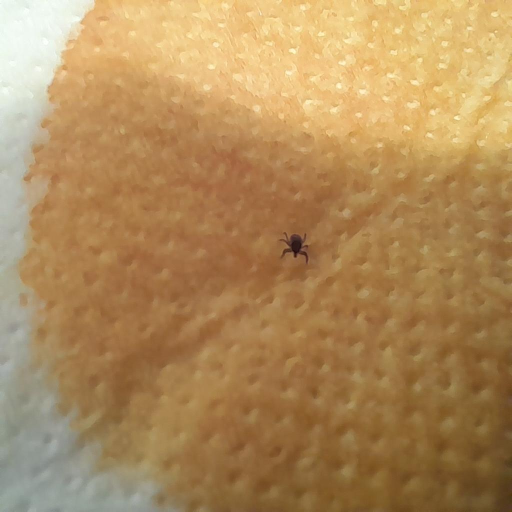 Příklad správné fotografie klíštěte 1