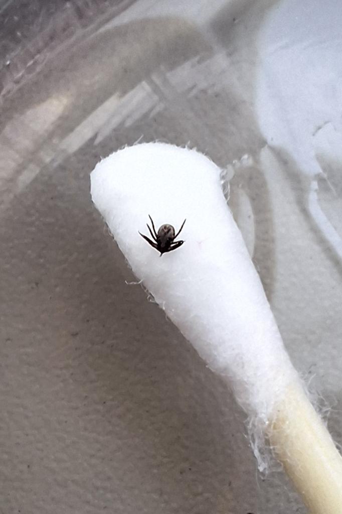 Příklad správné fotografie klíštěte 2