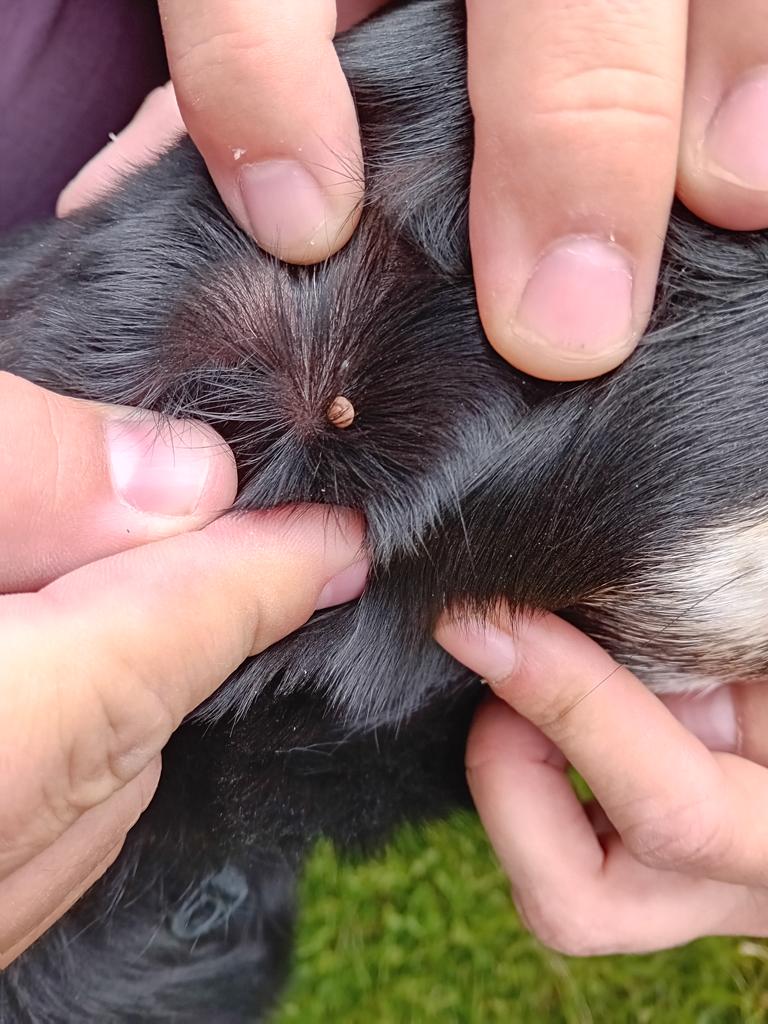 Příklad správné fotografie klíštěte 4